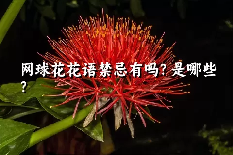 网球花花语禁忌有吗？是哪些？