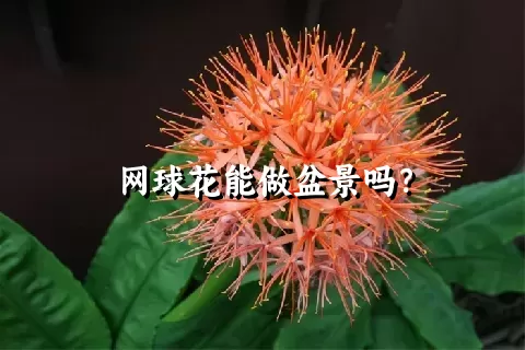 网球花能做盆景吗？