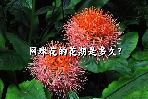 网球花的花期是多久？