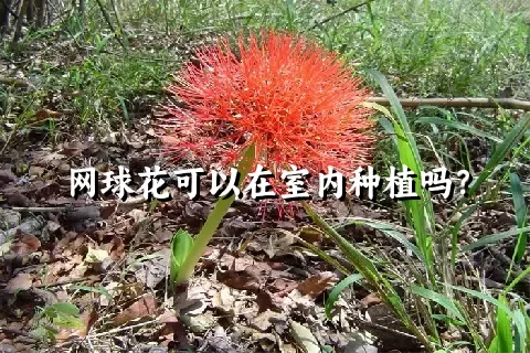 网球花可以在室内种植吗？