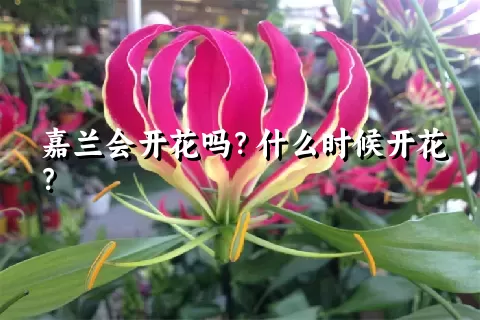 嘉兰会开花吗？什么时候开花？