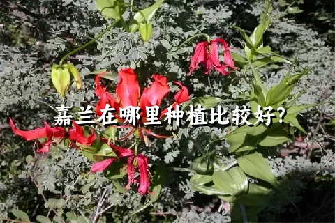 嘉兰在哪里种植比较好？