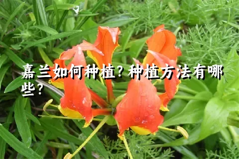 嘉兰如何种植？种植方法有哪些？