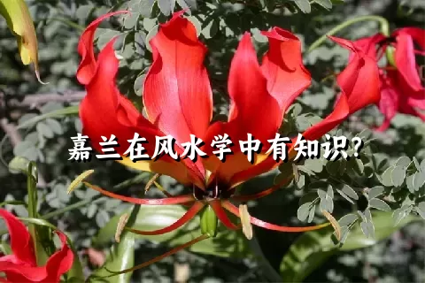 嘉兰在风水学中有知识？