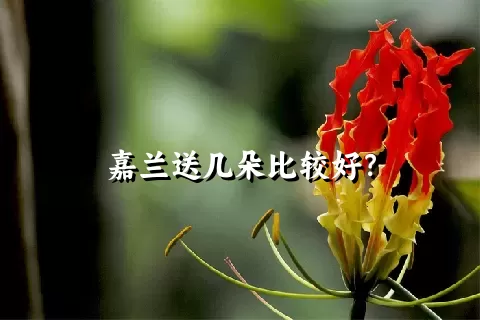嘉兰送几朵比较好？