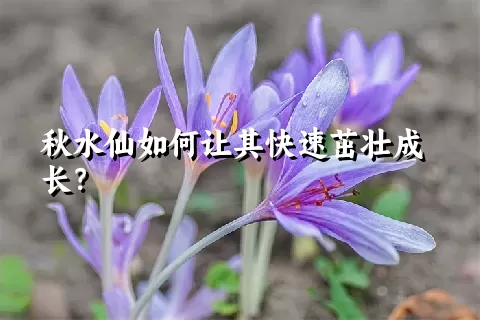 秋水仙如何让其快速茁壮成长？