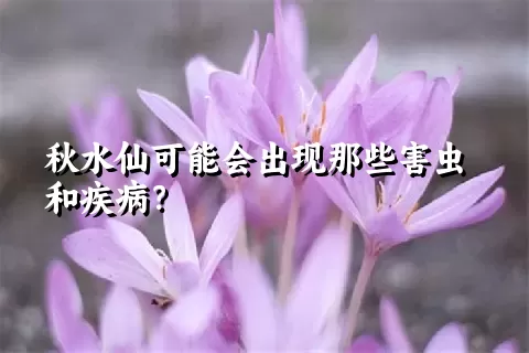 秋水仙可能会出现那些害虫和疾病？