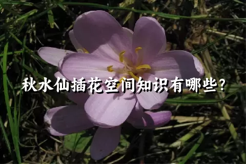 秋水仙插花空间知识有哪些？