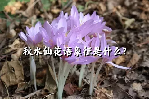秋水仙花语象征是什么？