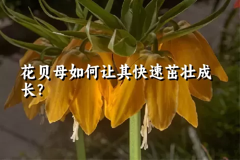 花贝母如何让其快速茁壮成长？