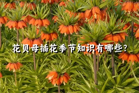 花贝母插花季节知识有哪些？