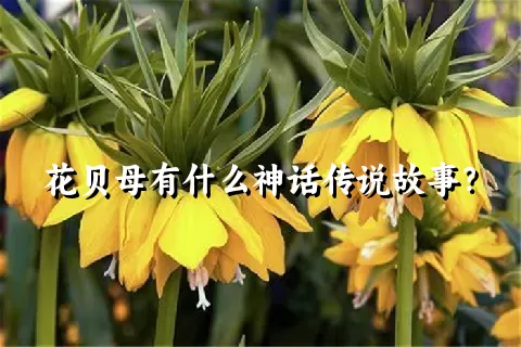 花贝母有什么神话传说故事？