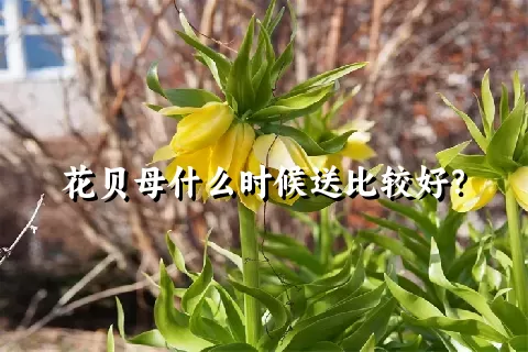 花贝母什么时候送比较好？