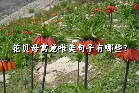 花贝母寓意唯美句子有哪些？