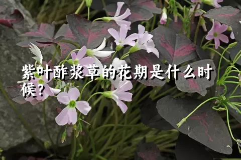 紫叶酢浆草的花期是什么时候？