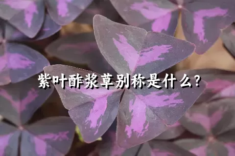 紫叶酢浆草别称是什么？