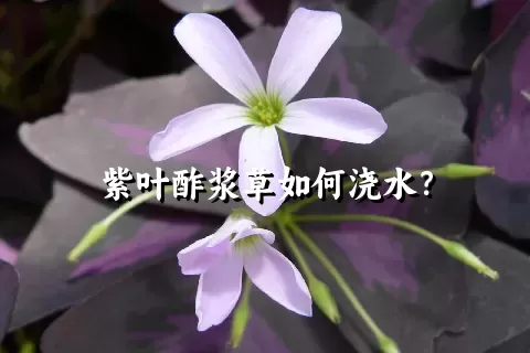 紫叶酢浆草如何浇水？
