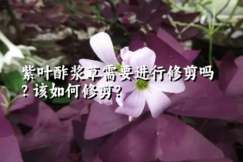 紫叶酢浆草需要进行修剪吗？该如何修剪？
