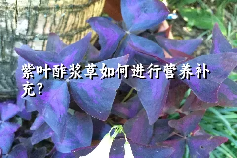紫叶酢浆草如何进行营养补充？