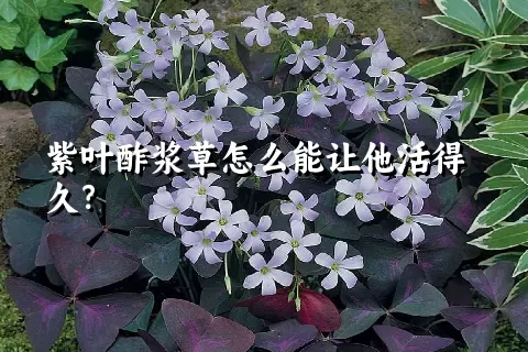 紫叶酢浆草怎么能让他活得久？