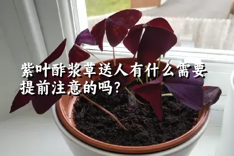 紫叶酢浆草送人有什么需要提前注意的吗？