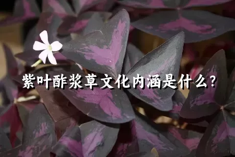 紫叶酢浆草文化内涵是什么？