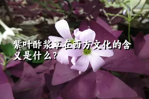 紫叶酢浆草在西方文化的含义是什么？