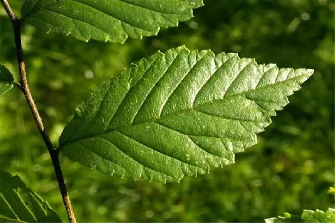 榆树