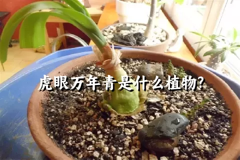 虎眼万年青是什么植物?