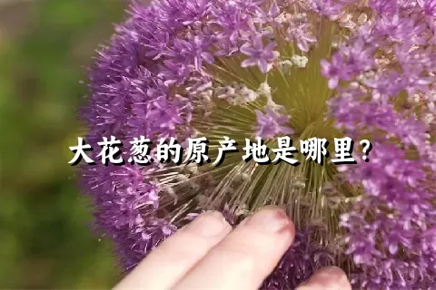 大花葱的原产地是哪里？