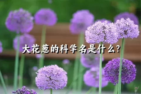 大花葱的科学名是什么？