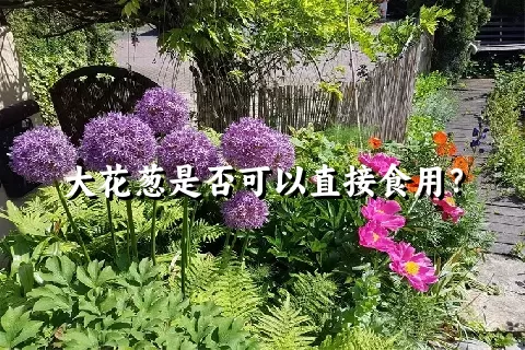 大花葱是否可以直接食用？