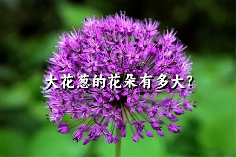 大花葱的花朵有多大？