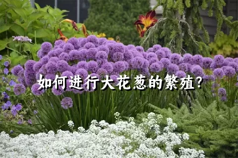 如何进行大花葱的繁殖？