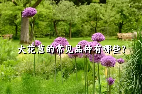 大花葱的常见品种有哪些？