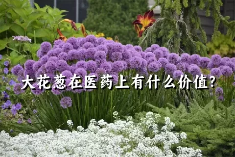 大花葱在医药上有什么价值？