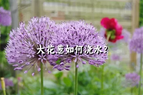 大花葱如何浇水？