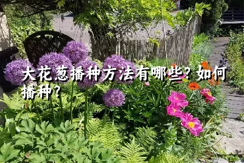 大花葱播种方法有哪些？如何播种？
