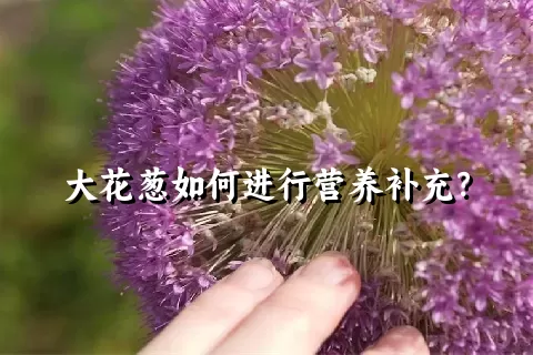 大花葱如何进行营养补充？