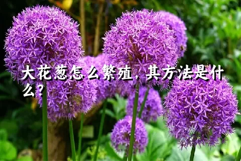 大花葱怎么繁殖，其方法是什么？
