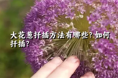 大花葱扦插方法有哪些？如何扦插？