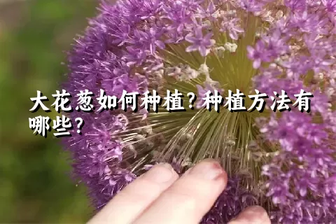 大花葱如何种植？种植方法有哪些？