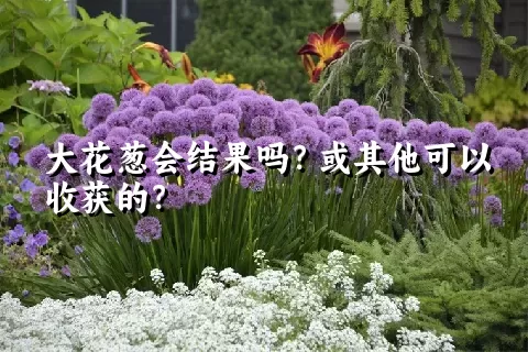 大花葱会结果吗？或其他可以收获的？