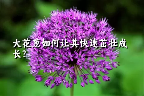 大花葱如何让其快速茁壮成长？