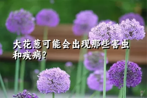大花葱可能会出现那些害虫和疾病？