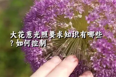 大花葱光照要求知识有哪些？如何控制