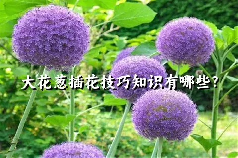 大花葱插花技巧知识有哪些？