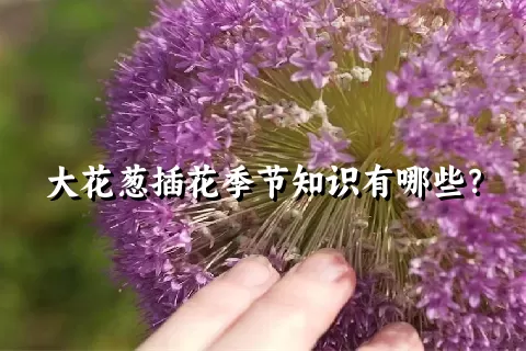 大花葱插花季节知识有哪些？