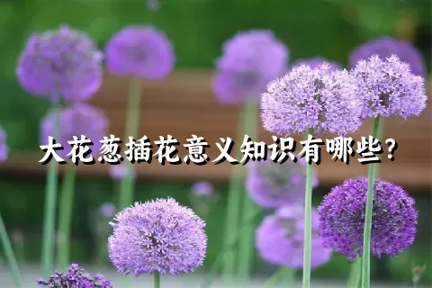 大花葱插花意义知识有哪些？