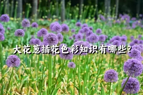 大花葱插花色彩知识有哪些？